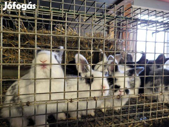 Húsvétra Nyuszik máshol ugrálnának!