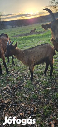 Húsvétra kecskegidák vágásra eladó
