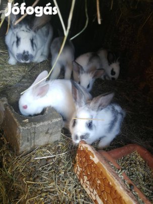 Húsvétra kis nyuszik