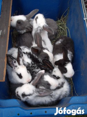 Húsvétra kisnyuszi!