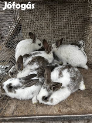 Húsvétra nyuszik eladók