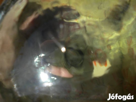 Huta palack, hutaüveg, pocakos üveg szakított.30 x 15 cm