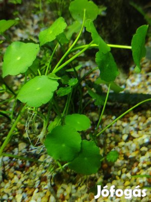 Hydroctyle vilgaris "pennywort" akváriumi növény, vízinövény