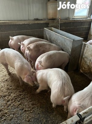 Hypor libra x durok hizók. 90-110 kilósak