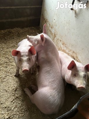 Hypor libra x hypor maxter süldők eladóak