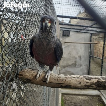 Ibolya papagájt cserélnék