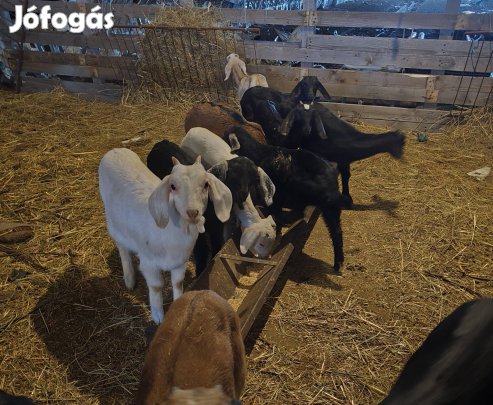 Idei választási kecskék!