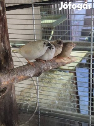 Idei zebra pintyek 2500 ft/db