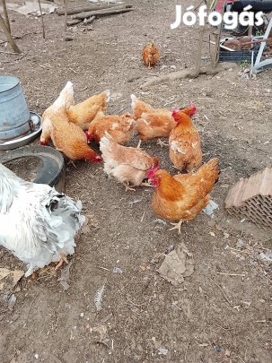 Igazi tanyasi tyúkok élve,vagy felpucolva