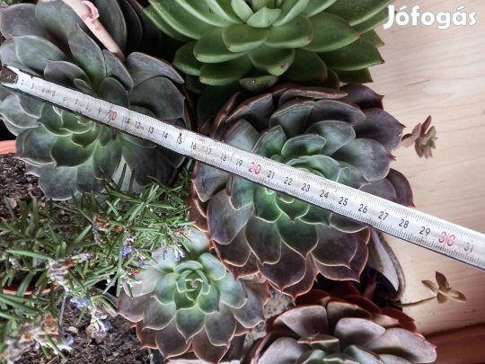 Igen nagy méretű pozsga rózsa rózsaszín levélzet fehér virág