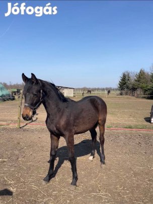 Ígéretes magyar félvér csődör csikó