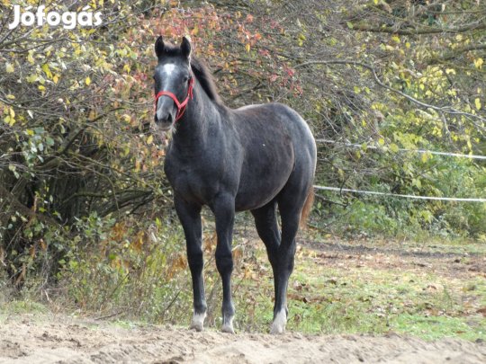 Ígéretes oldenburgi csődörcsikó új gazdát keres