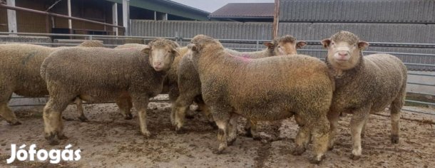 Ile De France törzskönyves tenyészkosok