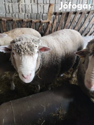 Ile de France és Magyar merino törzskos