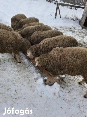 Ile de France tenyesz kosok eladók 