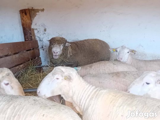Ile de france kos eladó