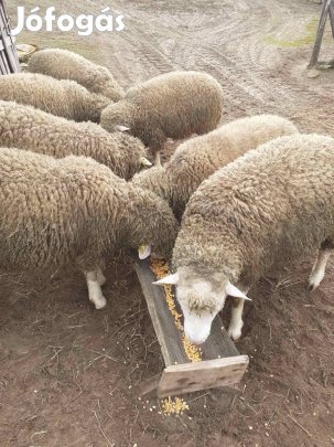 Ile de france kosok eladók 