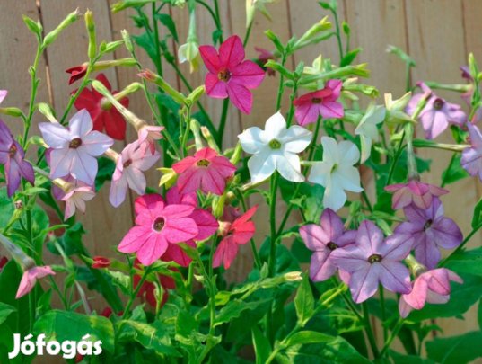 Illatos Dohányvirágmag