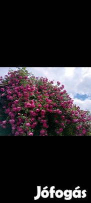 Illatos futó rózsa tövek szabadgyökeresen