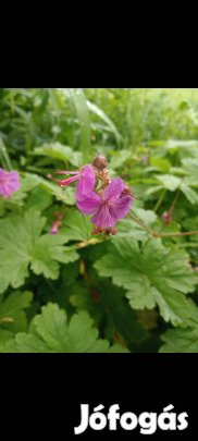 Illatos gólyaorr szabadgyökeresen hajtás