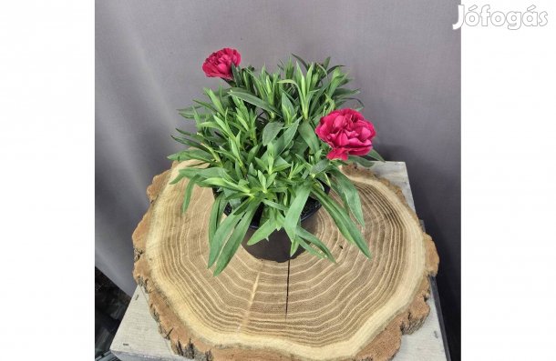 Illatos szegfű Dianthus caryophyllus piros