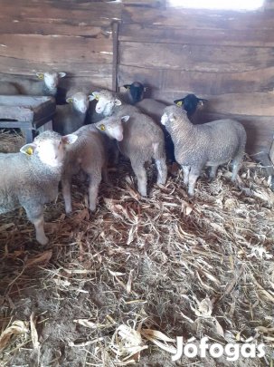 Ille de France törzs könyes növendék kosok,eladók.