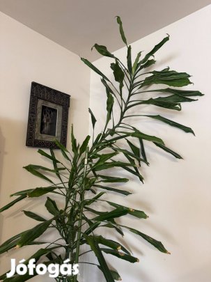 Impozáns Óriás Dracéna (Sárkányfa) 2,5 méteres szobadísz eladó!