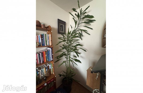 Impozáns Óriás Dracéna (Sárkányfa) 2,5 méteres szobadísz eladó!