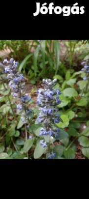 Indás ínfű szabadgyökeres növény