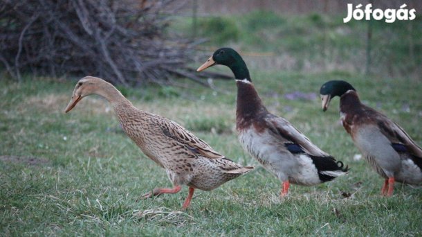 Indiai Futókacsa Csigaevő