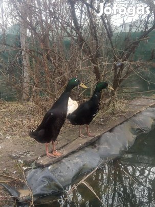 Indiai ( csigaevő) futókacsa eladó