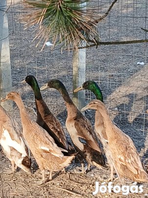 Indiai futó kacsa gácsér