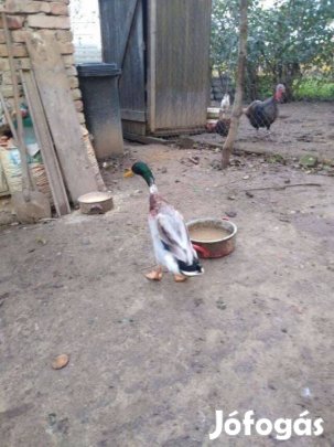 Indiai futó kacsa gácsér eladó