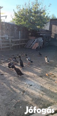 Indiai futókacsa Eladó