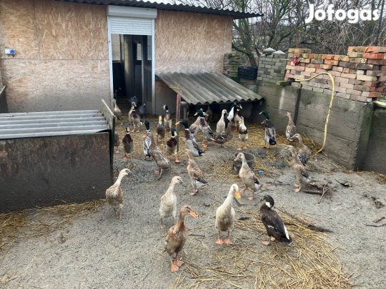 Indiai futókacsa ,csiga evő kacsa