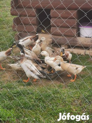 Indiai futókacsa eladó