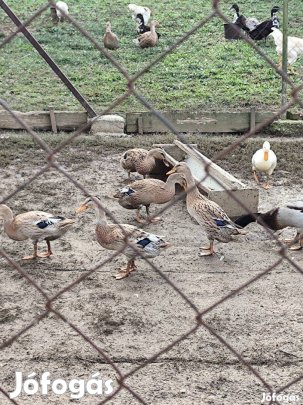 Indiai futókacsa eladó