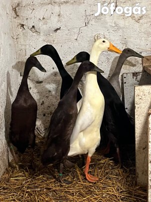 Indiai futókacsa eladó