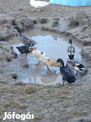 Indiai futókacsa,kacsa