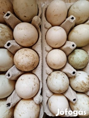 Indiai futókacsa tojás