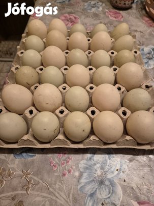 Indiai futokacsa tojas