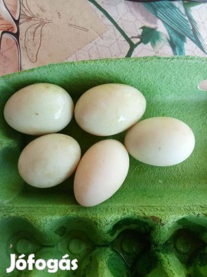 Indiai futókacsa tojás