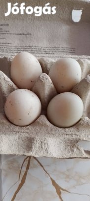 Indiai futókacsa tojás