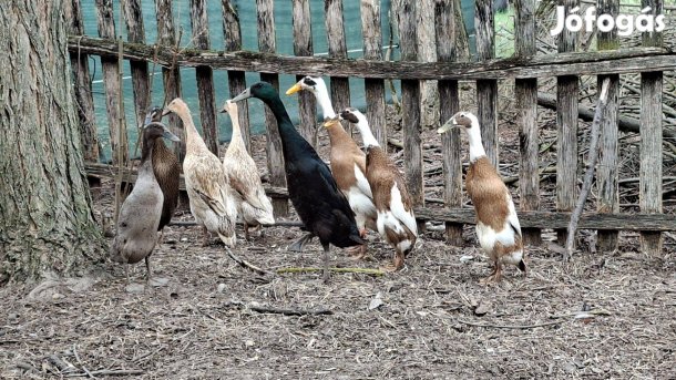 Indiai futókacsa tojás