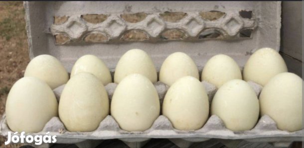 Indiai futókacsa tojas!