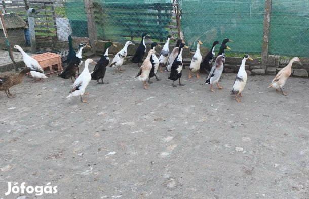 Indiai futókacsa tojás keltetésre