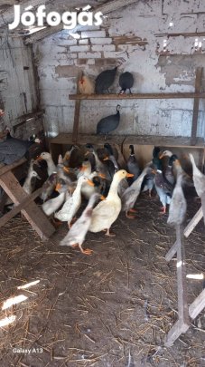 Indiai futókacsák eladóak 5000/db vagy csere valamire