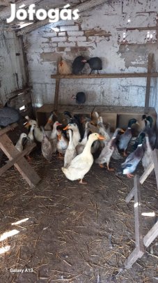 Indiai futókacsák eladóak 5000/db vagy csere valamire