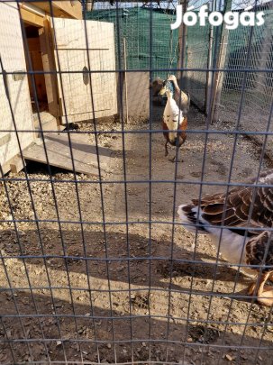 Indiai futókacsák eladók