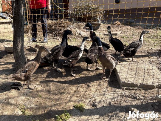 Indiai futókacsák eladók